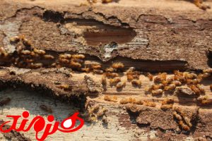 موریانه کابینت ام دی اف