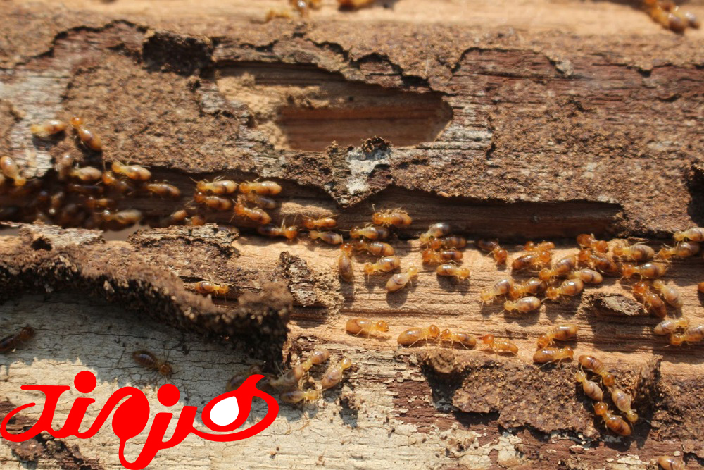 موریانه کابینت ام دی اف